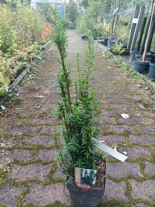 Taxus x media 'Hicksii', kartiomarjakuusi