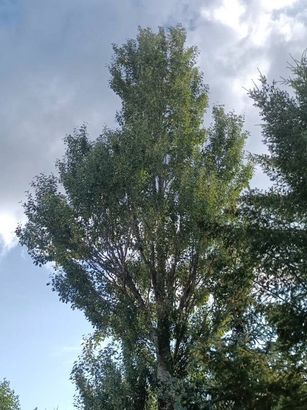 Populus alba 'Pyramidalis', kartiohopeapoppeli