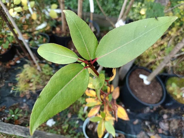 Populus trichocarpa, jättipoppeli