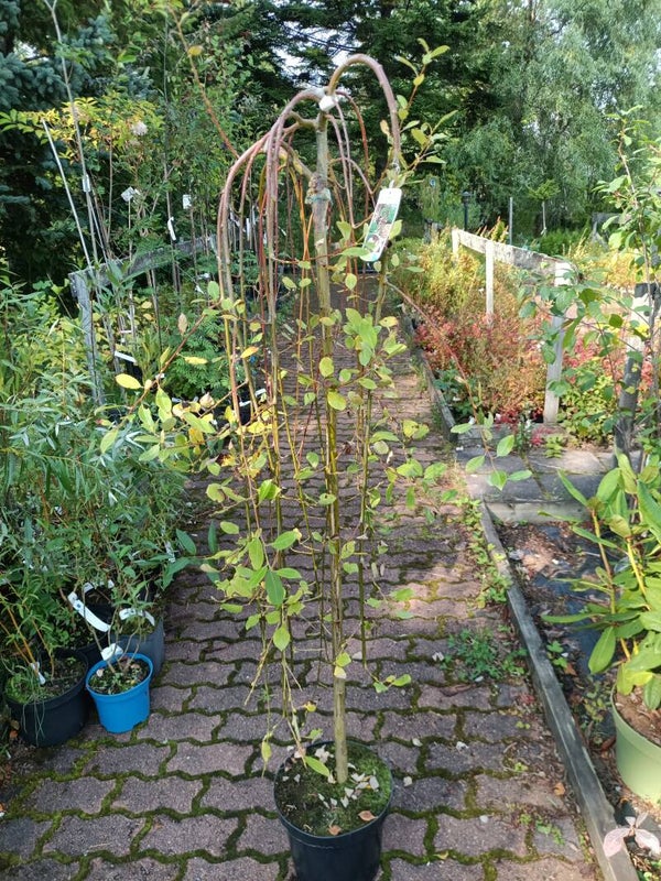 Salix caprea 'Kilmarnock' ('Pendula'), riipparaita