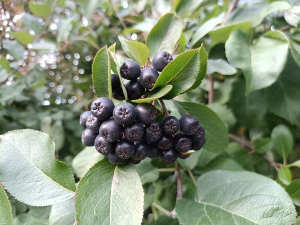 Aronia 'Viking', marja-aronia