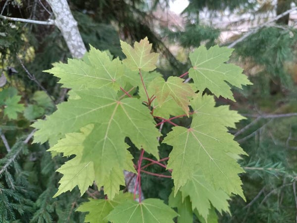 Acer saccharum, sokerivaahtera
