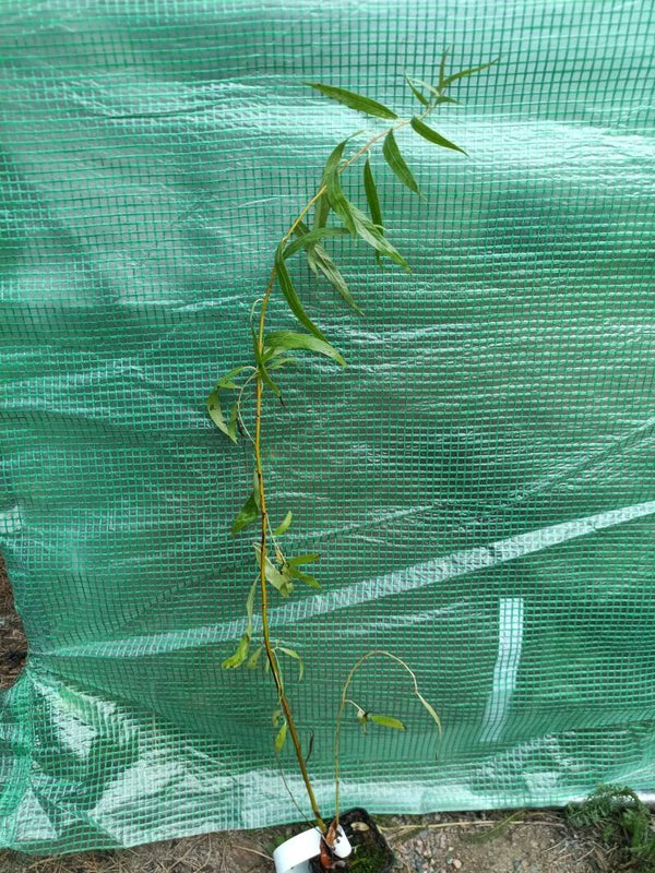 Salix 'Vihdinpolun Weeping', riippahopeasalava
