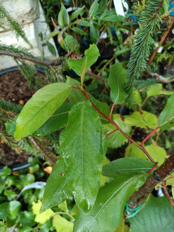 Populus maximowiczii x trichocarpa, poppelihybridi
