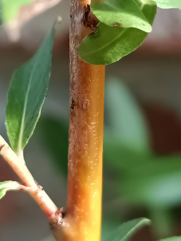 Salix 'Chermesina', korallisalava (nro 85)