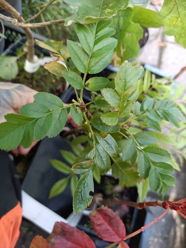 Sorbaronia 'Ivan's Beauty'