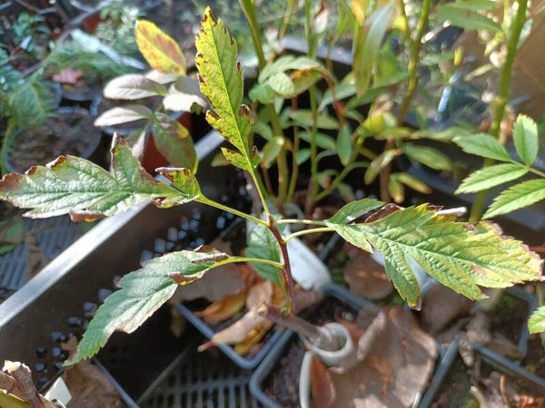 Sorbus arranensis (Hedlundia arranensis), arraninvalkopihlaja