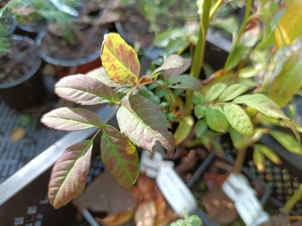Sorbus gracilis