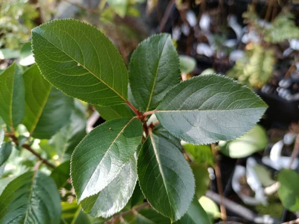 Aronia x prunifolia 'Nero', marja-aronia