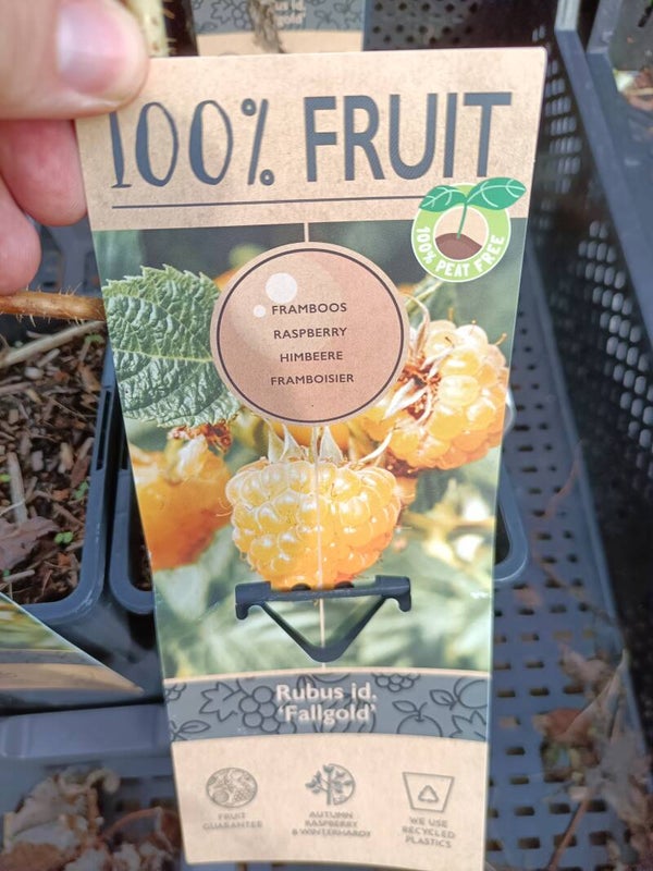 Rubus idaeus 'Fallgold', vadelma