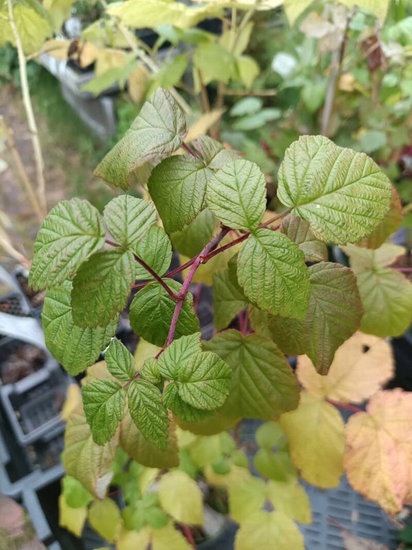 Rubus idaeus 'Ville', vadelma