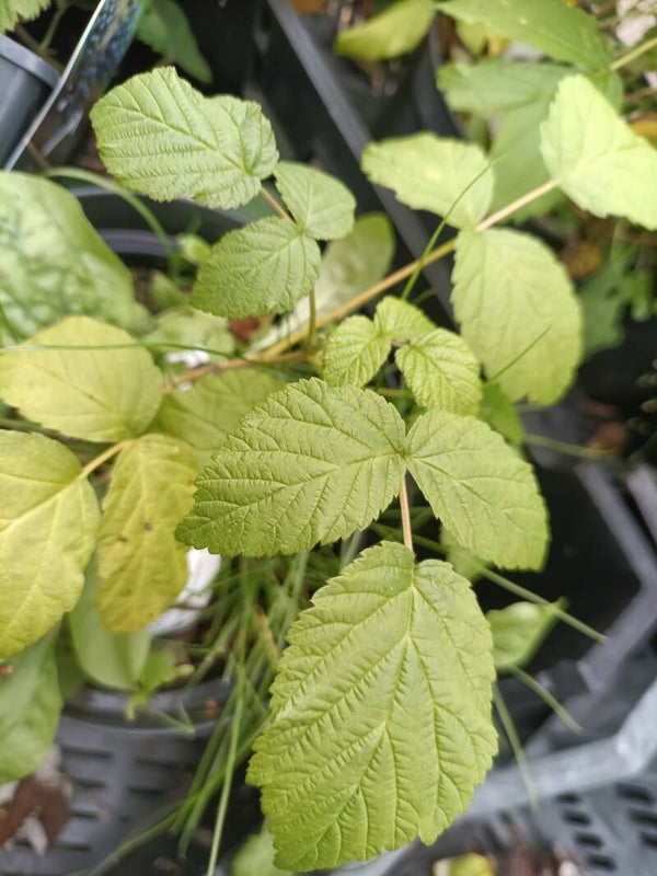 Rubus idaeus 'Muskoka', vadelma