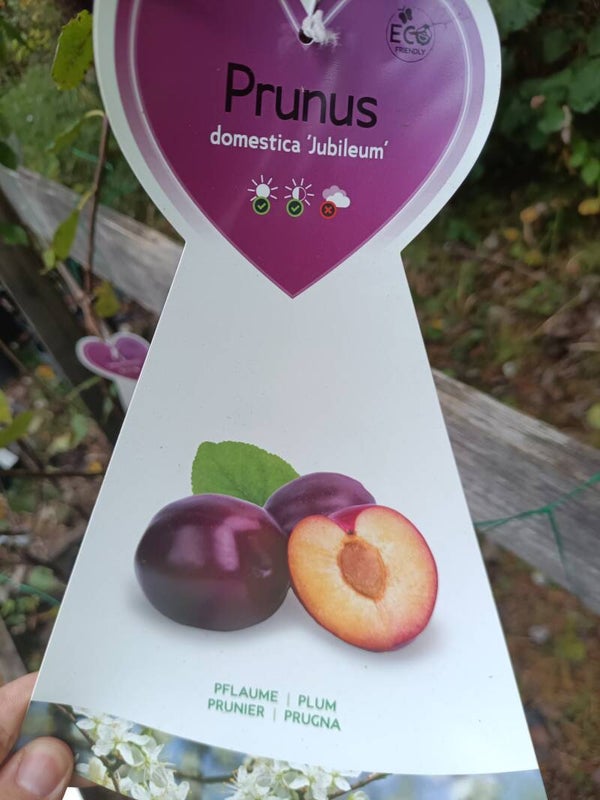Prunus domestica 'Jubileum', luumu