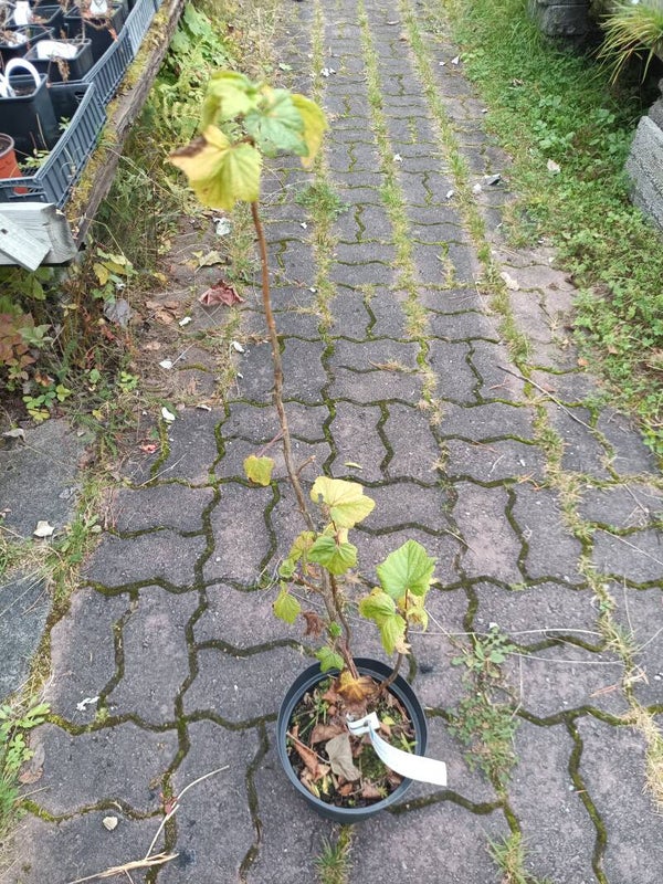 Ribes x nidigloria 'Josta', jostakarviainen