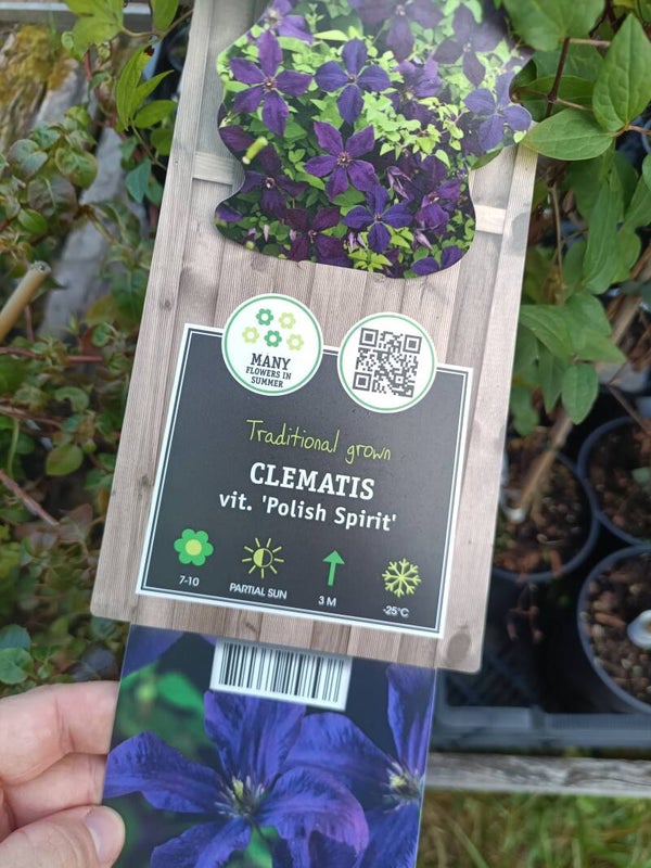 Clematis viticella 'Polish Spirit', tarhaviinikärhö