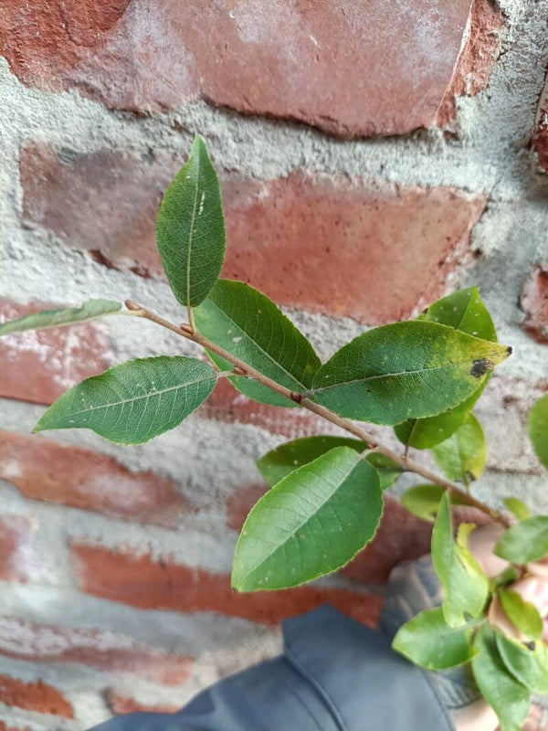 Salix borealis, outapaju (nro 42)