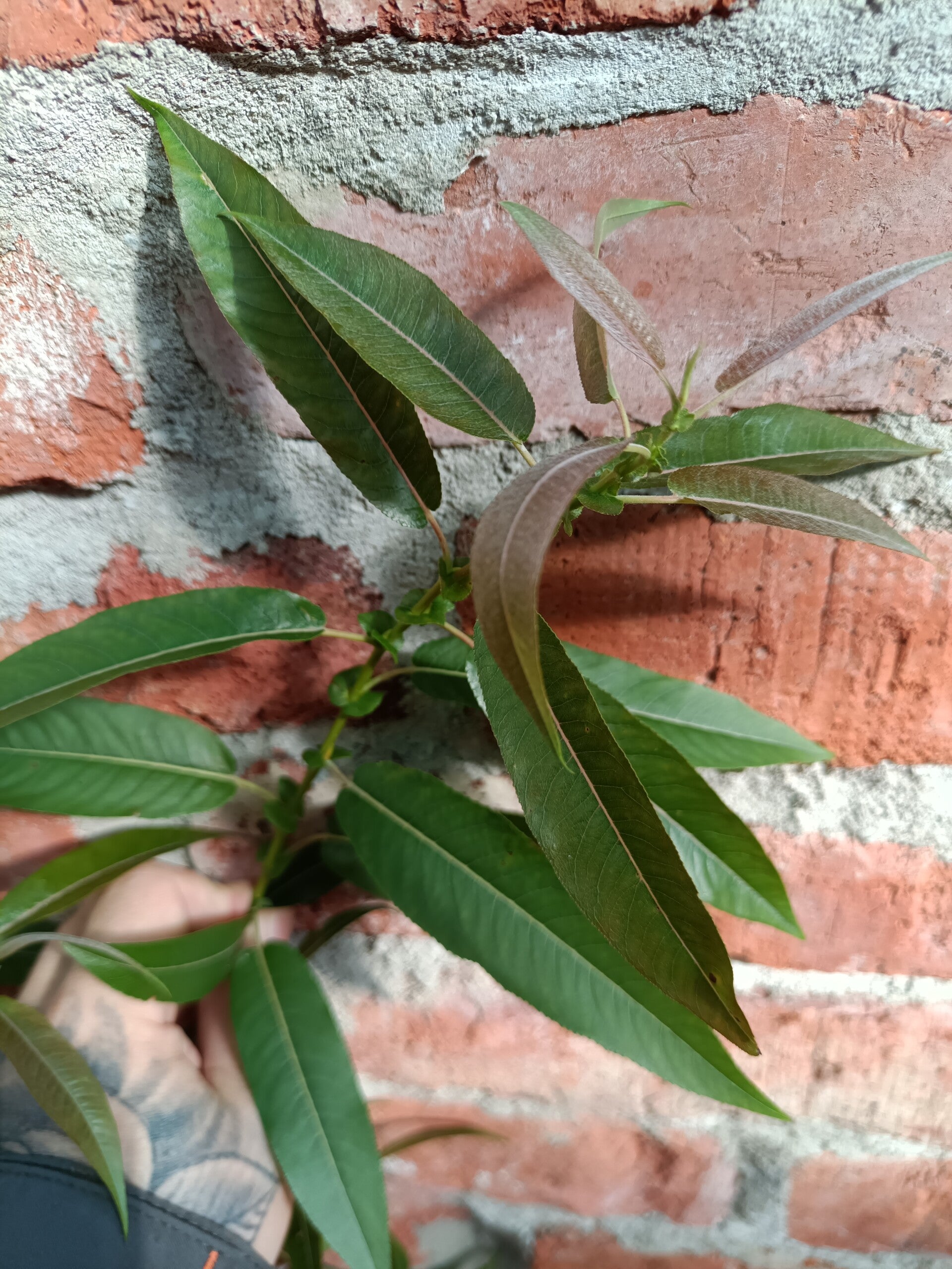 Salix eriocephala "Russeliana", paju (nro 33)