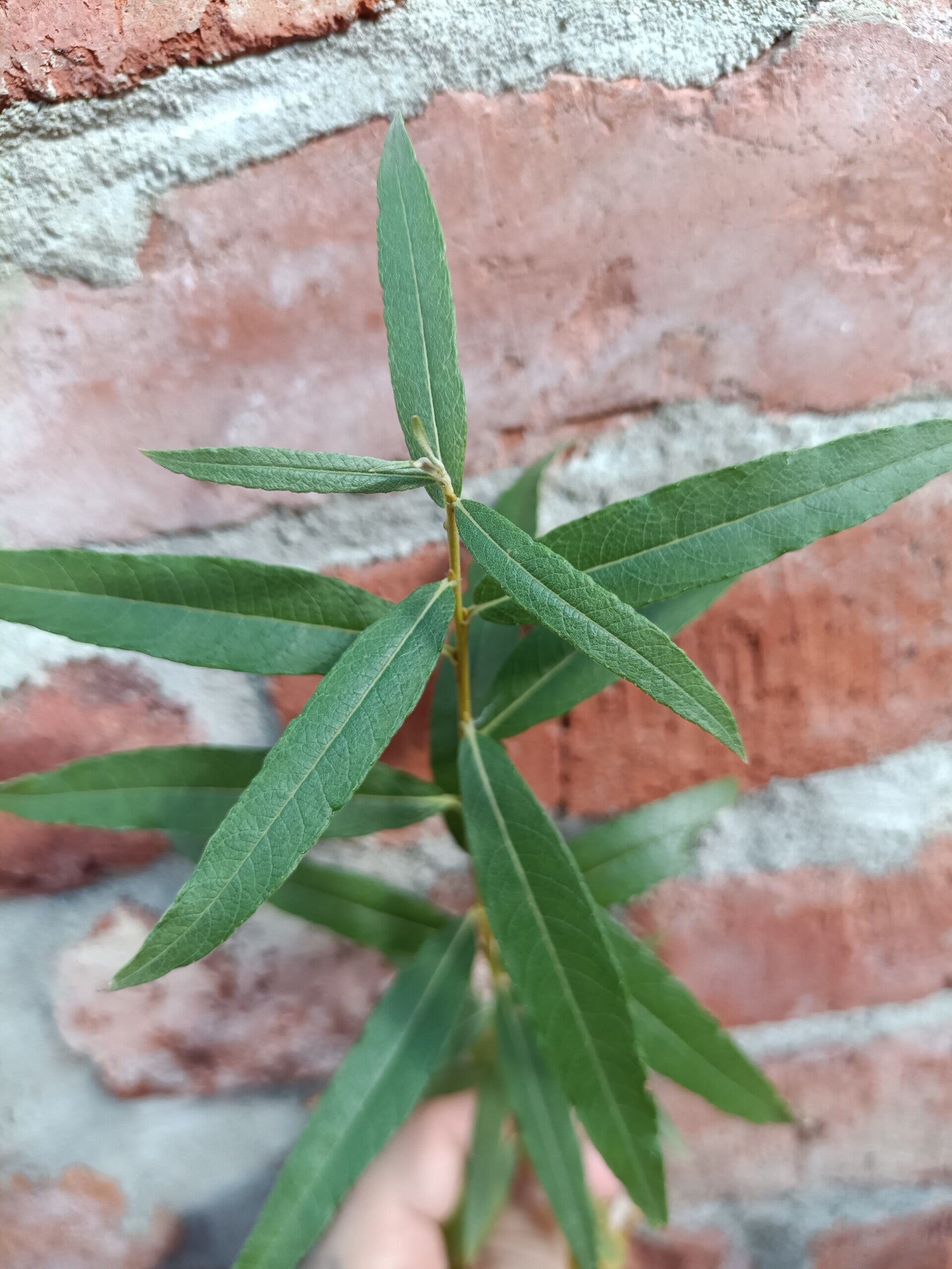 Salix gmelinii "Perm", aropaju (nro 1)
