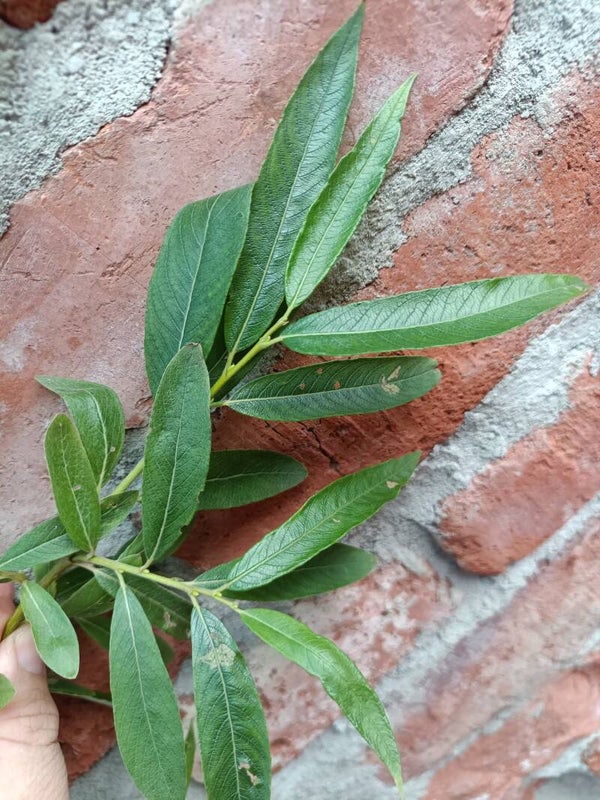 Salix gmelinii (Ruissalo), aropaju (nro 80)