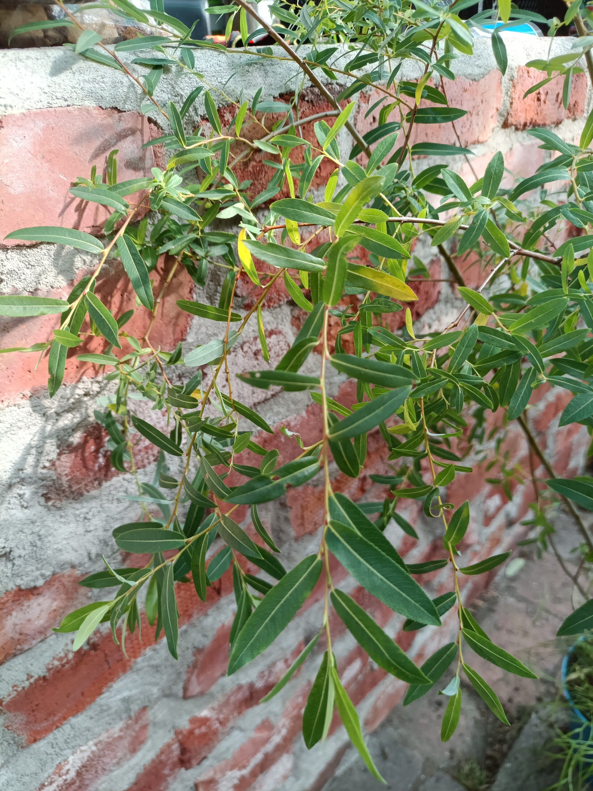 Salix integra -hybr97 (Salix integra x (purpurea 'Pendula' x repens ssp. rosmarinifolia)), paju (nro 5)