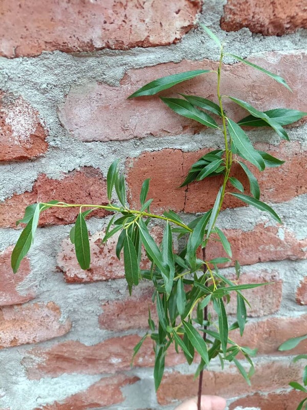 Salix daphnoides 'Arkadia' (S. acutifolia x daphnoides), härmäpaju risteymä