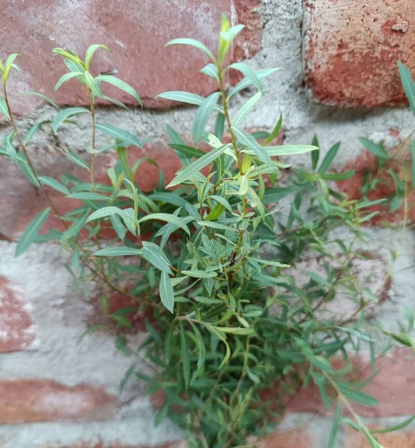 Salix purpurea 'Nana' ('Gracilis'), kääpiöpunapaju