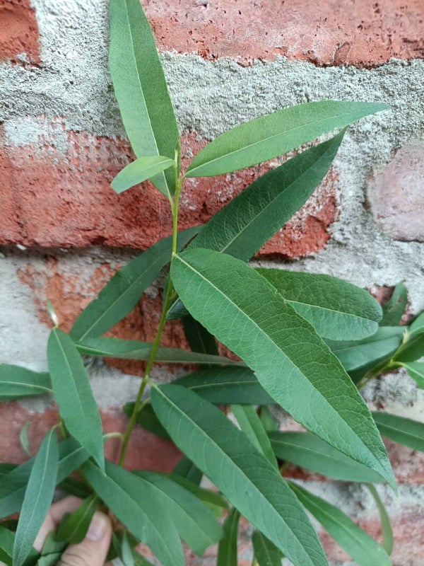 Salix pellita, paju (nro 4)