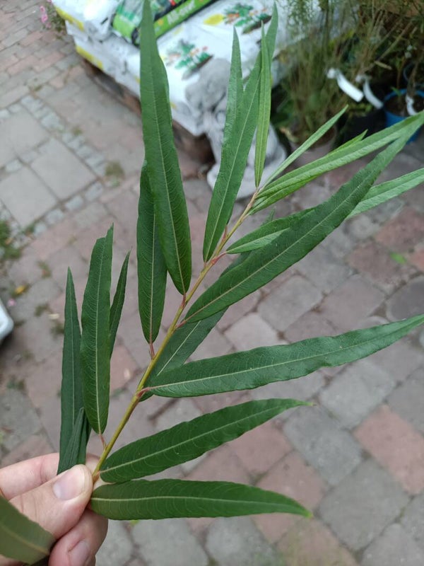 Salix schwerinii -ex Westonbirt Arboretum "burjatica", siperianpaju (nro 18)