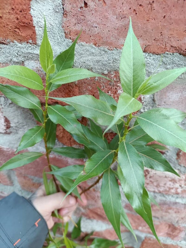Salix irrorata, amerikankastepaju (nro 39)