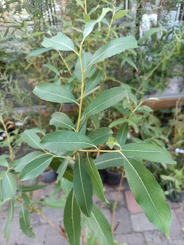 Salix triandra - Vanaja, jokipaju (nro 29)