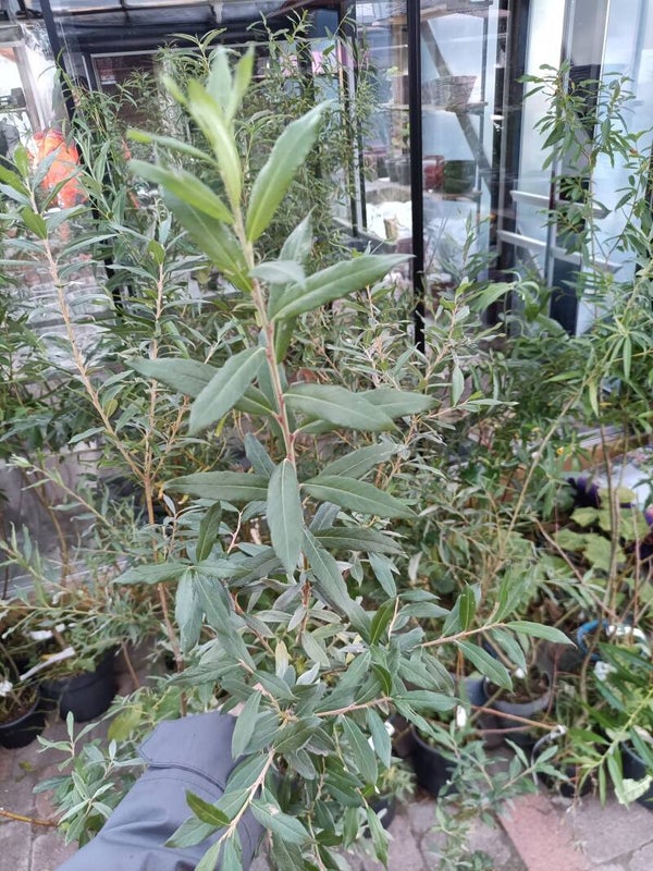 Salix x friesiana (repens x viminalis), hanhen-koripajuhybridi (nro 49)