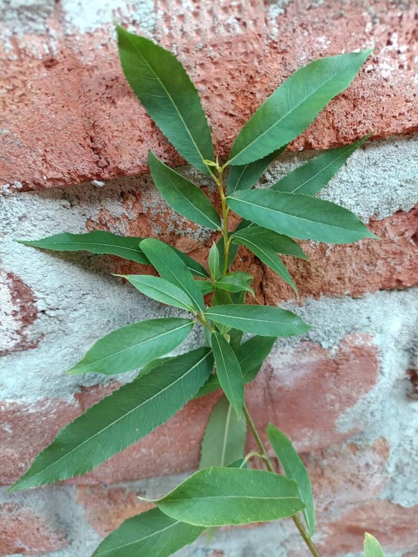 Salix triandra 'Kadriorg', jokipaju