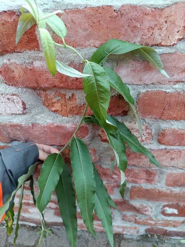 Salix schwerinii (Oulu), siperianpaju (hybridi?) (nro 72)