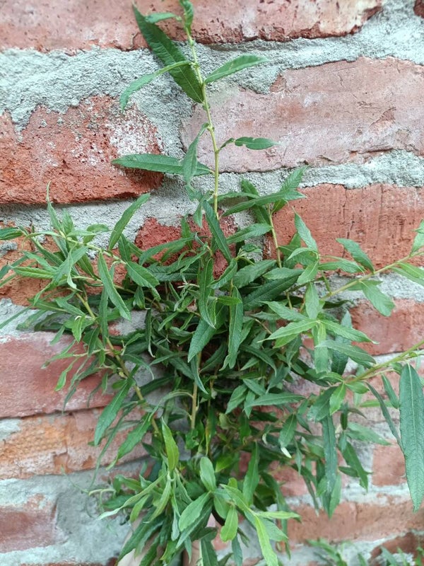 Salix x fruticosa (aurita x viminalis), virpa-koripajuhybridi (nro 45)