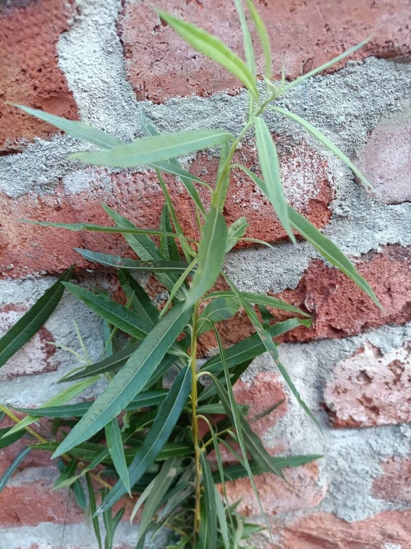 Salix x rubra (purpurea x viminalis), vakkapaju (nro 8)