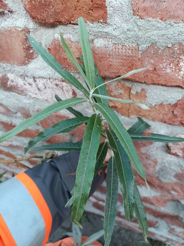 Salix viminalis x candida, "huopakoropaju" (nro 73)