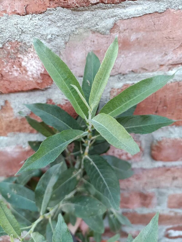 Salix 'Vrgh' ((viminalis x rosmarinifolia) x gmelinii) x hookeriana, mehiläispaju (nro 48)