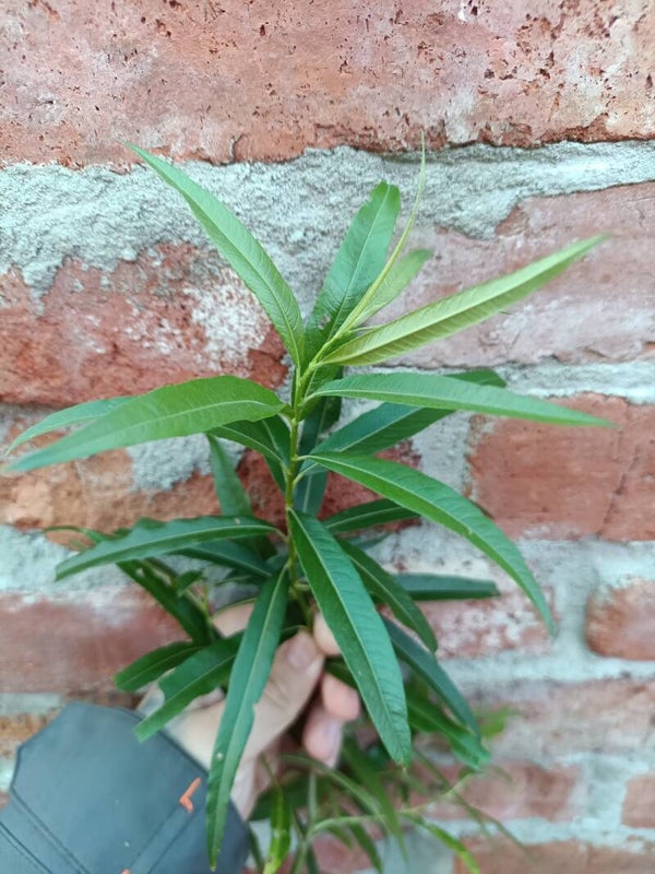 Salix x mollissima (hede), vasupaju (nro 11)
