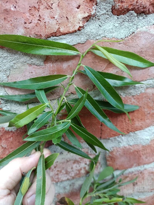 Salix kangensis, kaukoidänpaju (nro 61)