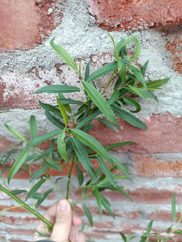Salix tenuijulis, "Tsungarskinpaju" (nro 24)