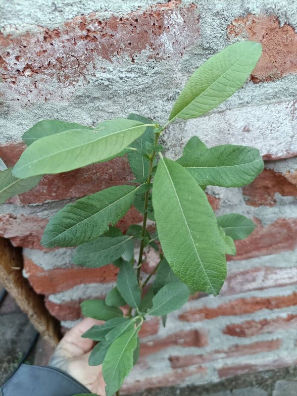 Salix sitchensis, sitkanpaju (nro 23)