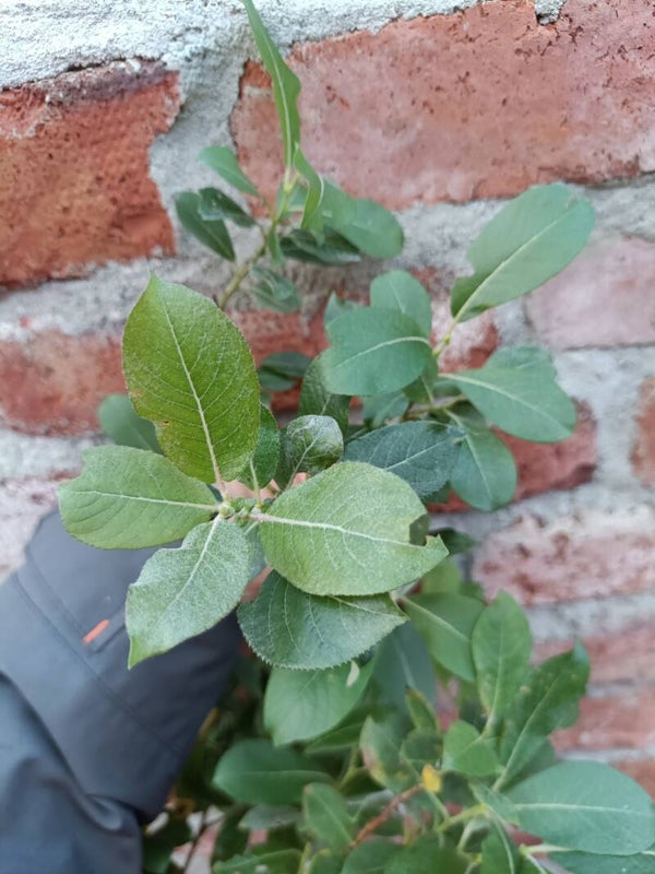 Salix 'LHE' (lanata x (hastata x eriocephala),  pajuristeymä (nro 21)