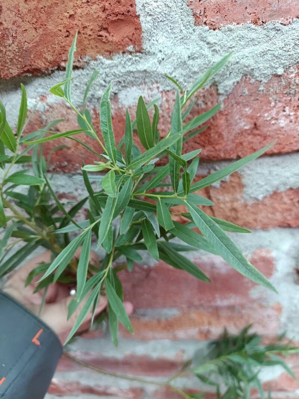 Salix viminalis x rosmarinifolia (hede), pajuristeymä (nro 47)