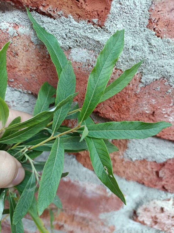 Salix schwerinii x alaxensis, pajuristeymä (nro 35)