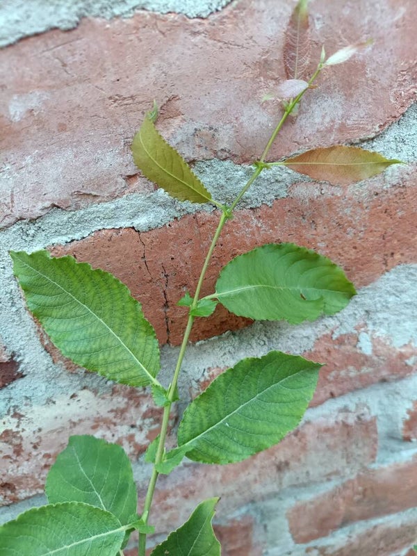 Salix silesiaca, karpaattienpaju (nro 3)
