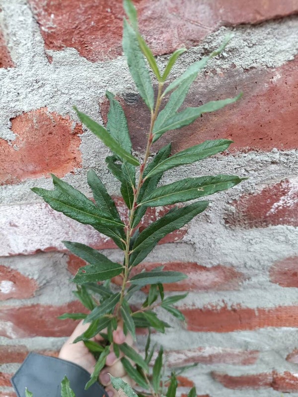 Salix rosma-hybr. "Elohopea", paju (nro 19)