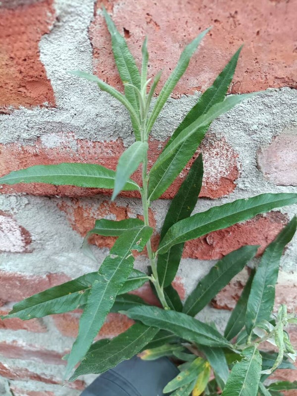 Salix viminalis x helvetica, koti/alppipajuhybridi (nro 12)