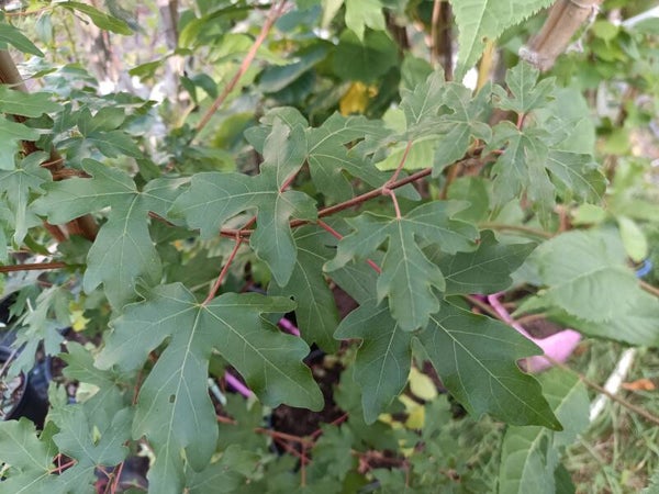 Acer campestre, niverävaahtera