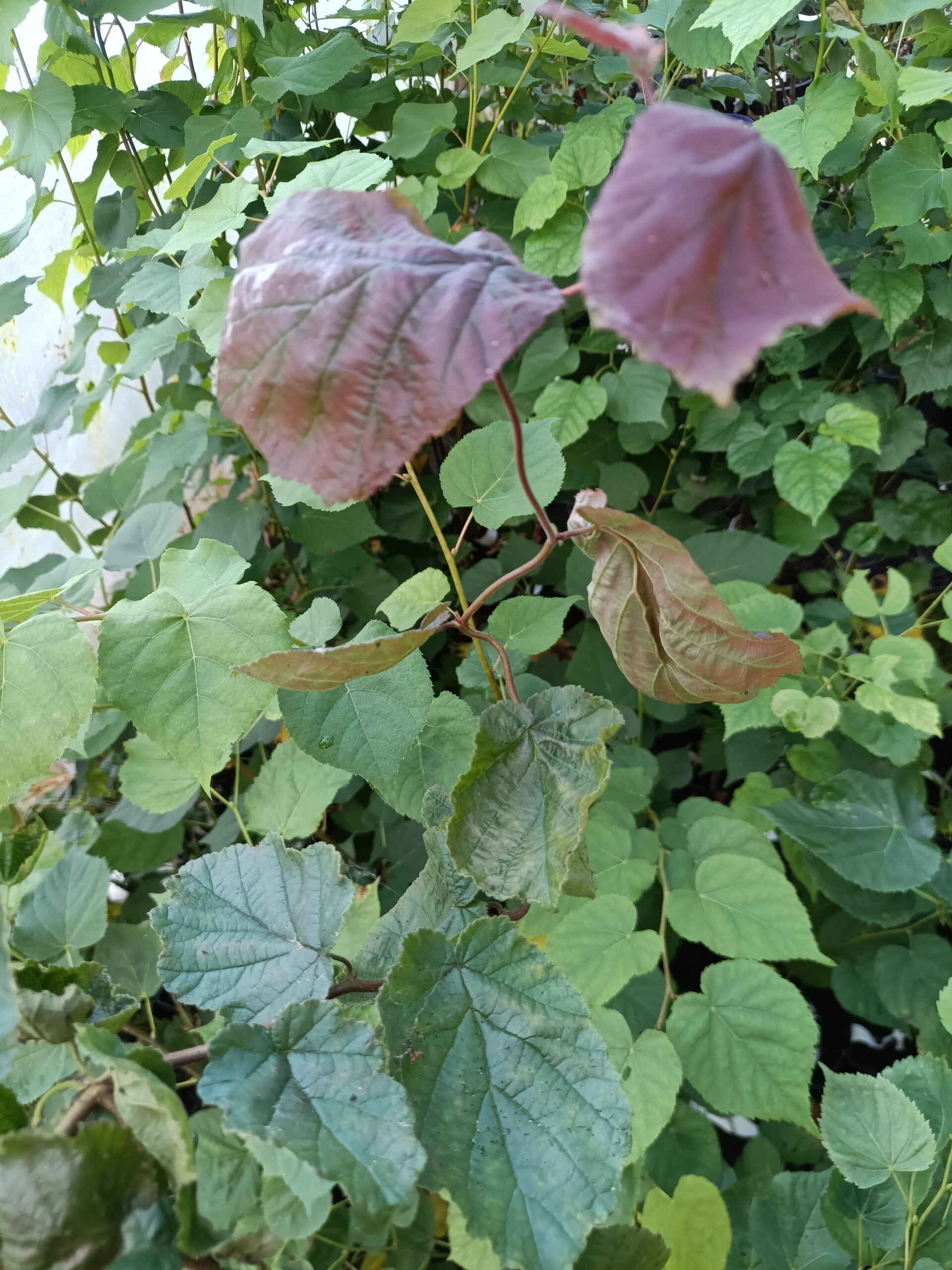 Corylus avellana 'Red Majestic', punapeikonpähkinä
