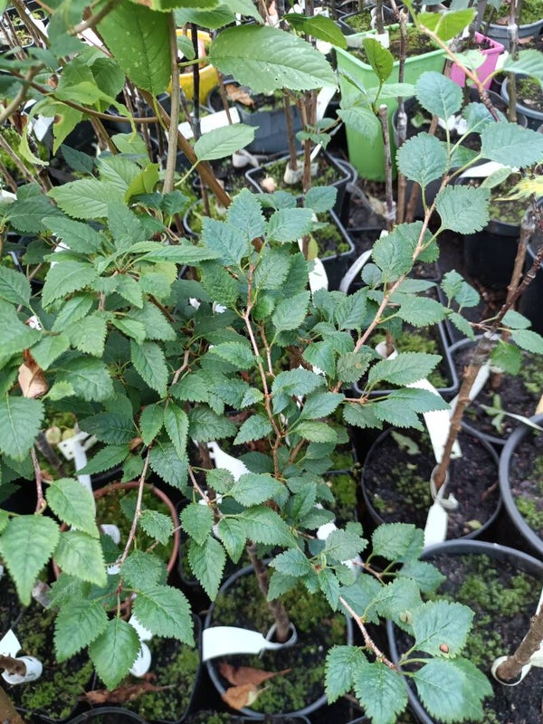Prunus incisa 'Kojou-no-mai', kääpiöjapaninkirsikka